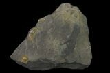 Salterolithus Trilobite Fossil - United Kingdom #135537-1